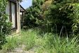 生い茂るお庭も…